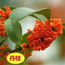 �𻨘�����Դ��͹𻨘�ͥԺ�����͹𻨽�𵤹��ļ������Թ���]