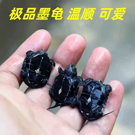 电风扇;鱼竿;保鲜盒、饭盒