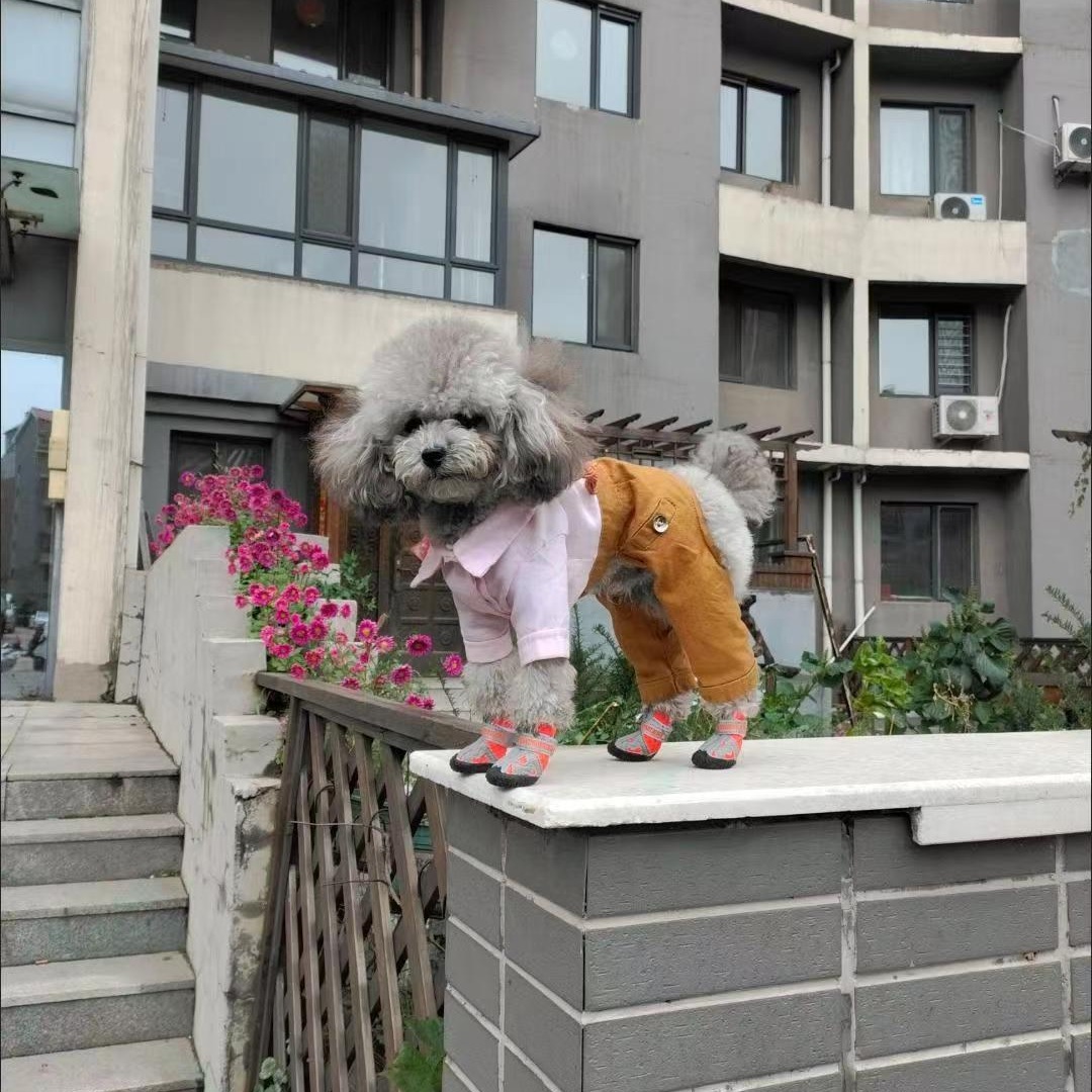 Dewangxing cachorro transpirable de malla oso de peluche zapatos para mascotas Botas de lluvia para perros pequeños zapatos para perros Conjunto de 4