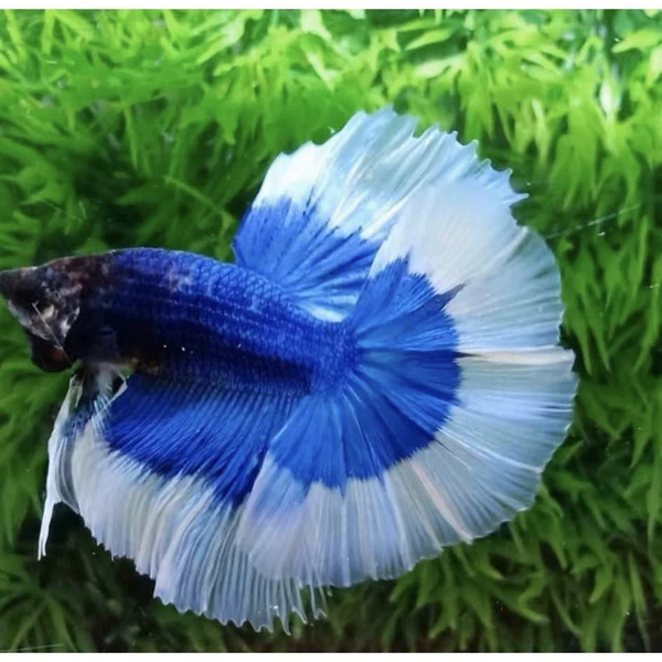 A -class boutique blue butterfly color+fish food