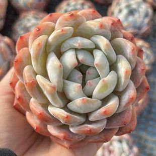 ��ϻ��سȉ�¶���Ӷ���ֲ����^9-12cm���B��Ʒ������}ꖹ�