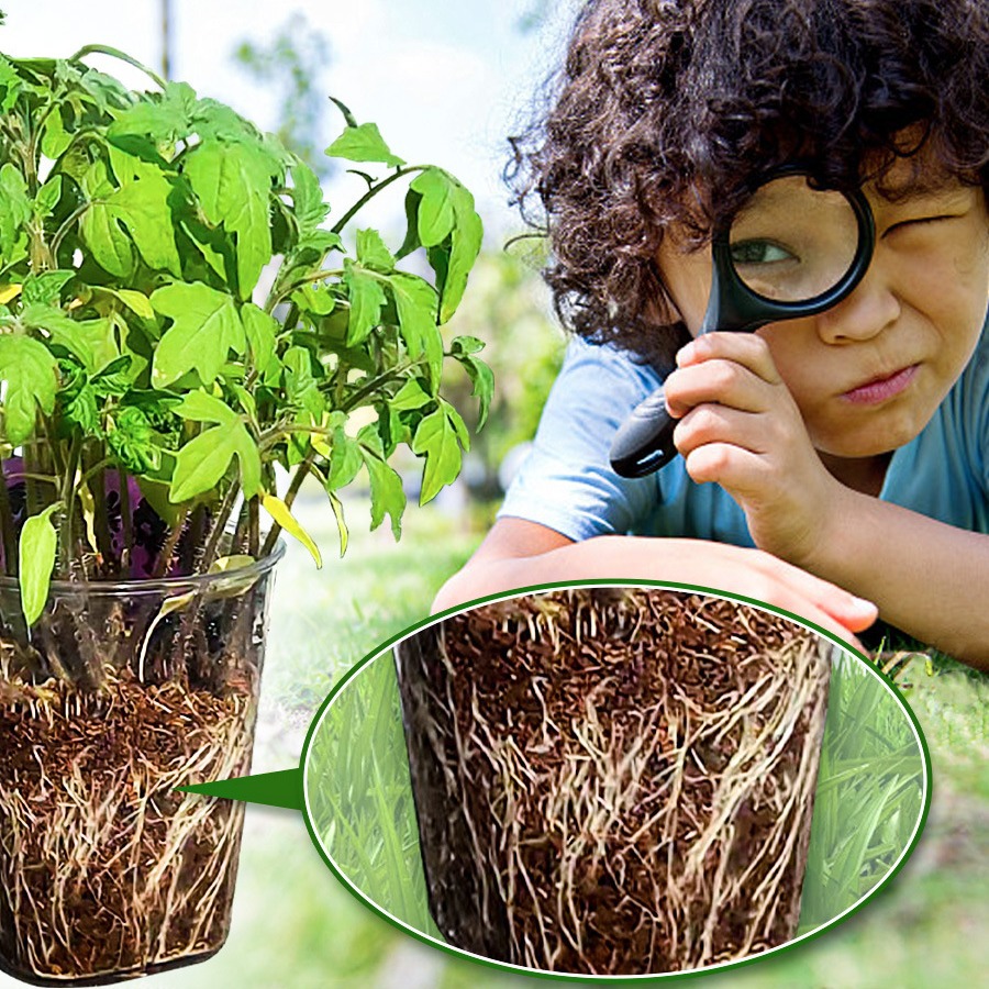 匠心绽放儿童种植盆栽植物观察幼儿园小盆栽种子向日葵花种凤仙花