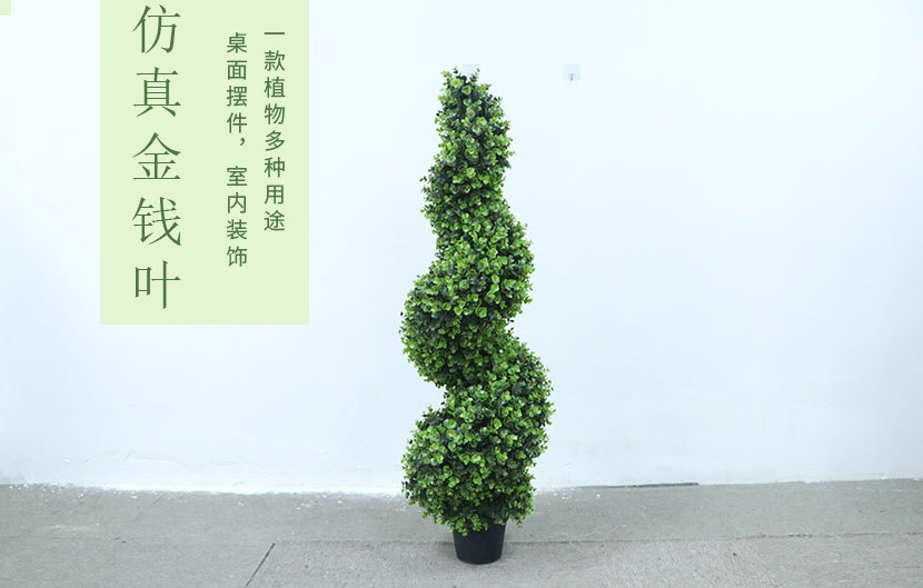 金钱叶_01.jpg
