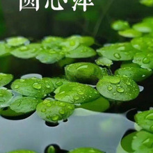 ˮ�ݸ�Ƽ�A��Ƽ����ˮ�|ˮ��GֲͥԺ�k�����~�r�����쾰Ư��ˮ��