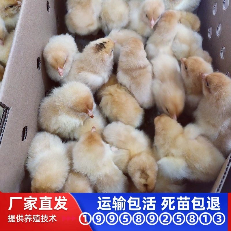 Три желтых цыплят, мелкая порода, Хунаньский желтый, один день, активность в клетке для домашних животных, дешевые живые животные, желтые цыплята одного дня