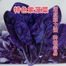紫菠菜种子紫衣仙子大叶种籽原装四季蔬菜大全菜批发新品种