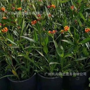 Marigold Flower Plant Potted Park Landscape Greening Plant Base Direct Delivery Large Quantity