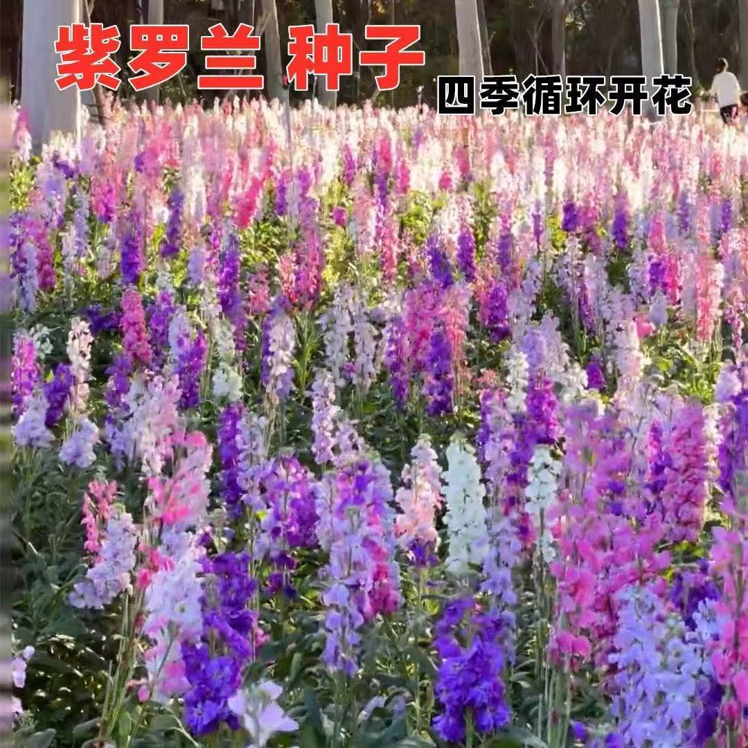 100 pieces of Violet
