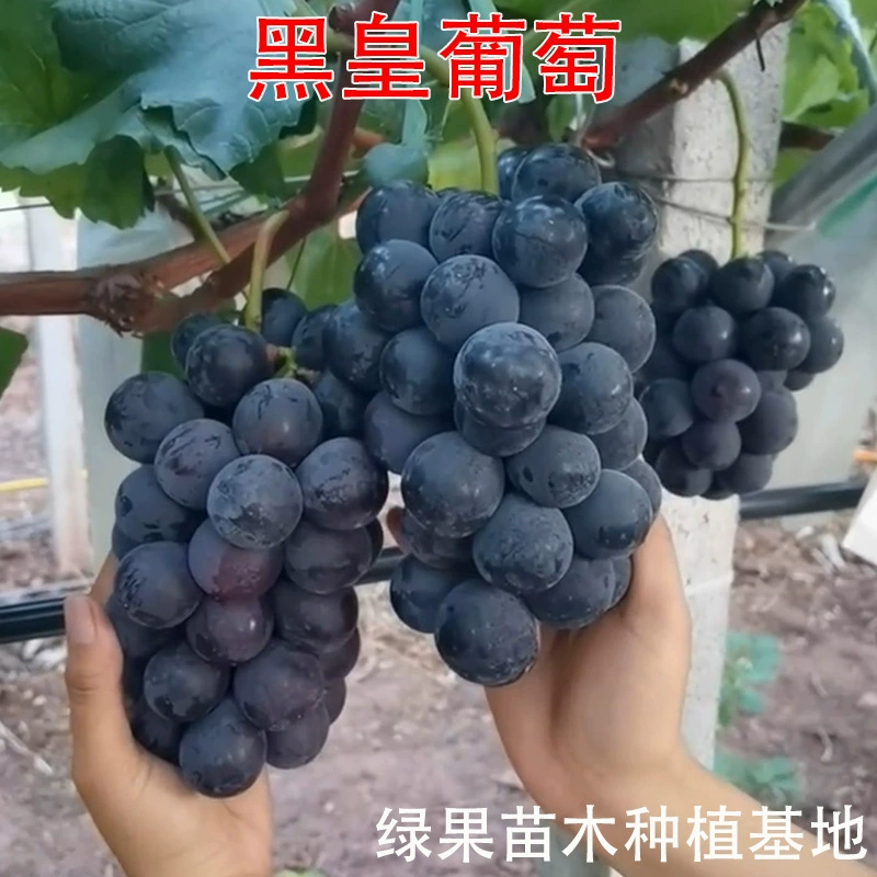 Саженцы плодовых деревьев Саженцы винограда «Черный император» Саженцы винограда с ароматом чернил BK Саженцы Baida 5BB вместо основы винограда Кёхо