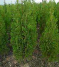 һlȰؘ؈Aɘ^lɰ؂Ȱ֦~Ĺɰ