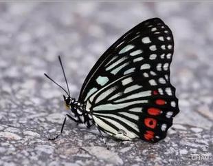 KI9S�����˱�������˱�δ��չ��ǿƴ����b���վ�AUY�µ�ԭ��δ