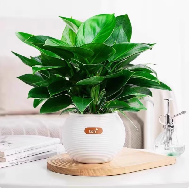 3개의 골드 다이아몬드 20-30CM + 둥근 공 수분 흡수대 + 영양 용액