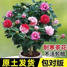 茶花树苗盆栽重瓣大花室内外耐寒好养浓香型四季常青包活当年开花