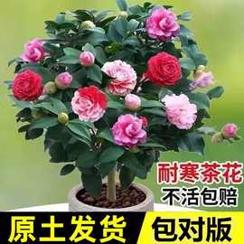 茶花树苗盆栽重瓣大花室内外耐寒好养浓香型四季常青包活当年开花