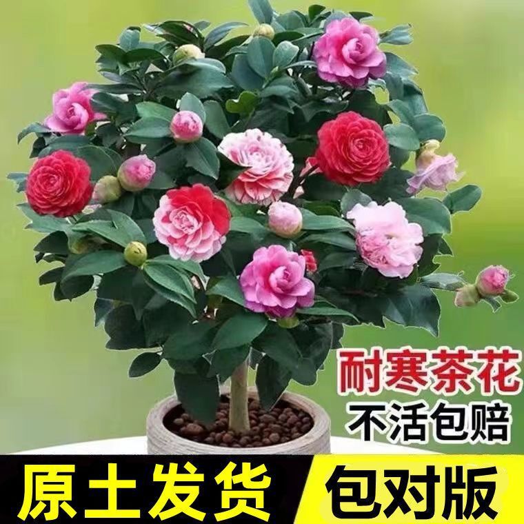 Camellia Saplings Potted with Double Large Flowers, Indoor and Outdoor, Cold-Resistant and Easy to Grow, Strong-Scented, Evergreen All Year Round, Blooming in the Current Year