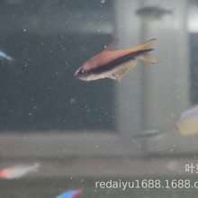 �Ϻ����l�������~С�͟Ꭷ�~�ڵ������ݸ׵�ˮ�{����Ⱥ���~