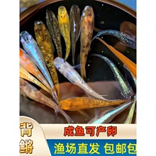 观背青鳉鱼淡水小型观赏鱼冷水鱼不打氧不加温自来水可养观赏青鳉