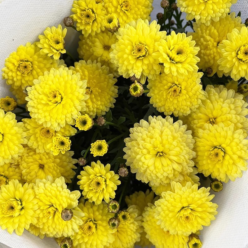 황수정(폭발기) 클래식 품종