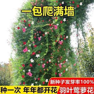 Climbing Vine Feather-Leaf Flower Seeds Five-Star Flower Seeds Easy to Grow in All Seasons Courtyard Star Flower Seeds Cold-Resistant Long Vine Plants