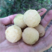 ÷ח÷ˮ÷ԵԹľYϱNֲ