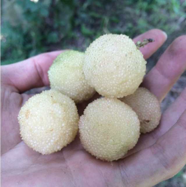 Саженцы ягодного боярышника, саженцы белого ягодного боярышника, саженцы фруктовых деревьев в горшках, плодоносящие в том же году, посаженные на севере и юге.