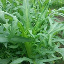 高州甜麦菜种子甜唛菜甜油麦菜甜麻菜四季耐热抗寒甜 油麦菜种子