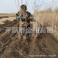红王子锦带庭院花灌木盆栽杯苗红王子锦带花苗扦插小苗灌木球造型