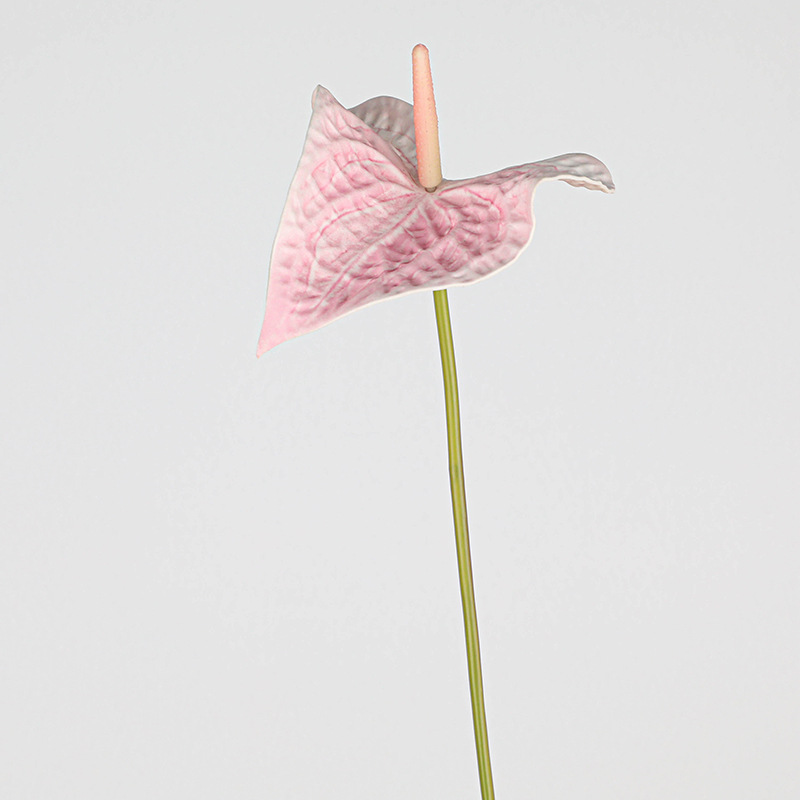 EVA 스몰 사이즈 Anthurium [빛 분말]