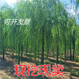 �������� �S���� ��z���� ����֦�l ���������紹������������