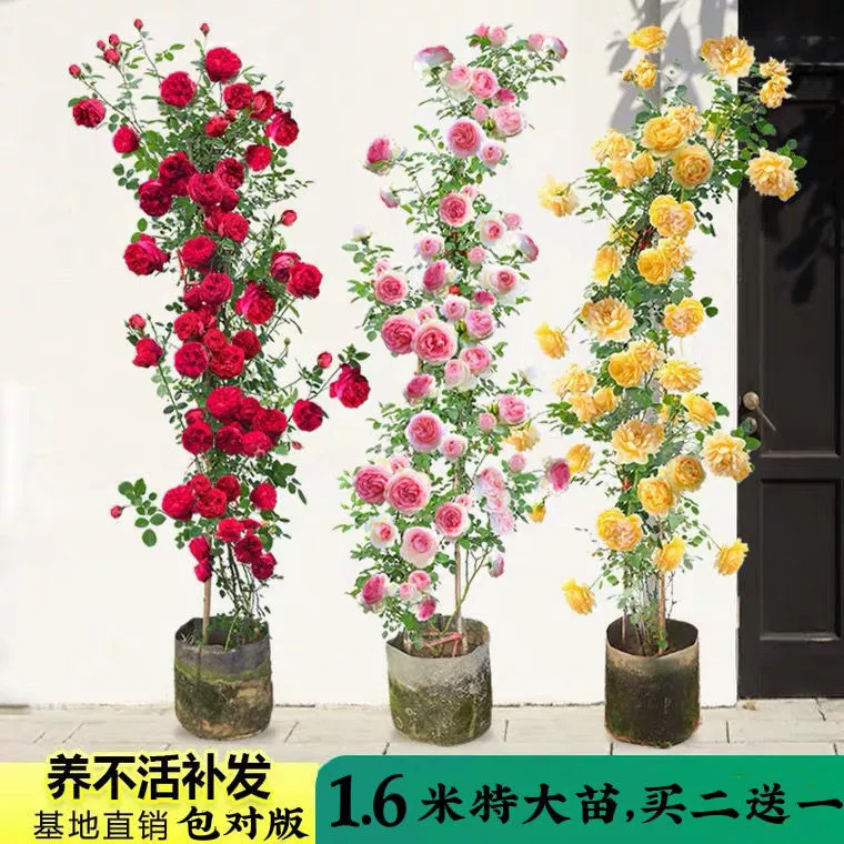 Купить 2 получить 1 за 1 вьющаяся роза большой цветок ароматный Four Seasons Цветущий цветок рассада вьющиеся растения двор балкон
