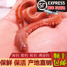 ∂活沙蚕 活饵 红虫青虫海蜈蚣海蚯蚓海钓鱼饵路亚饵鲈鱼饵包活