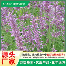 r޽Nʳ޽ԭ~~N̨ͥԺ߲