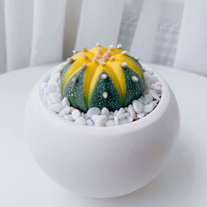 [Золотой карман] Money in Pocket Star Pocket Brocade Кактус Суккулентное растение Офис Миниатюрное зеленое растение Цветок Растение в горшке