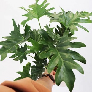 Spring Feather Dragon Scale Potted Indoor Happy Plant Internet Celebrity Green Plant Balcony Desktop Easy to Maintain All Year Round Evergreen Cold-Resistant and Drought-Resistant