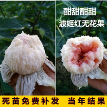 特大无花果树苗盆栽矮化无花果苗四季种植当年结果南北方阳台庭院