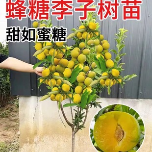 Bee Sugar Plum Saplings Crisp Hollow Sichuan Grafted Honey Plum Saplings Sanhua Plum Saplings Planted in the North and South