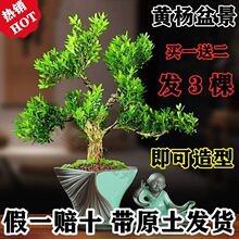 广东雀舌皱皮黄杨盆景四季常青小叶黄杨室内外易活耐寒盆景小树苗