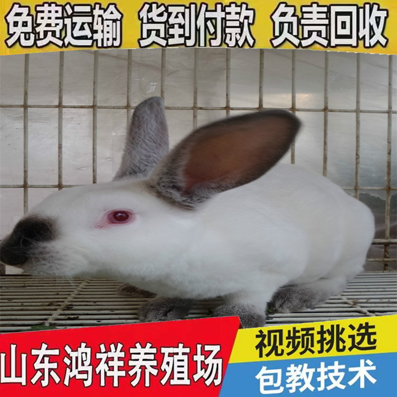 970_21347920-2721-eh69-4gfe-n2