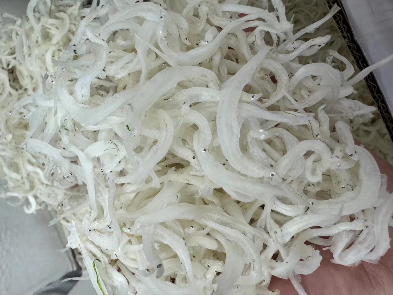 淡干鲜甜银鱼干小鱼干海燕鱼纯银鱼干海鲜水产干货批发