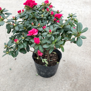 �����N21�� �����r������N�� �ž껨 ����@ˇ�G�����Ի���ֲ��