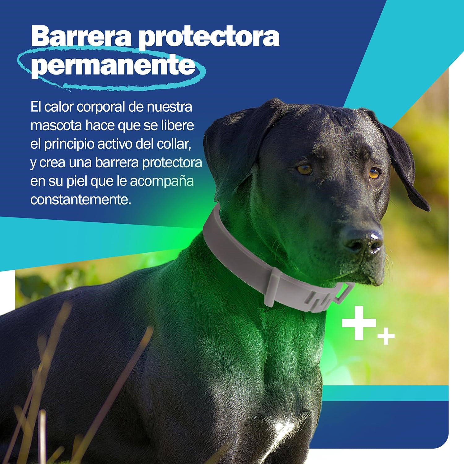 91ALpnLtEQL._AC_SL1500_