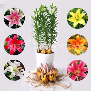 Offline Base Wholesale Perfume Lily Bulbs Seed Bulbs Flower Plants Potted Green Plants with Buds Large Bulbs