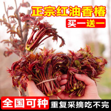 红油香椿矮化香椿苗春芽树苗可食用南北方种植盆栽地栽四季高产苗