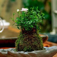 ���¼��Nޱ�ļ��_��̦�\������̦��΢�辰΢���ձ����㻨��ֲ��