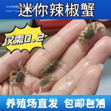 迷你辣椒蟹观赏蟹水族批发小螃蟹相手蟹寄居蟹摆摊活的