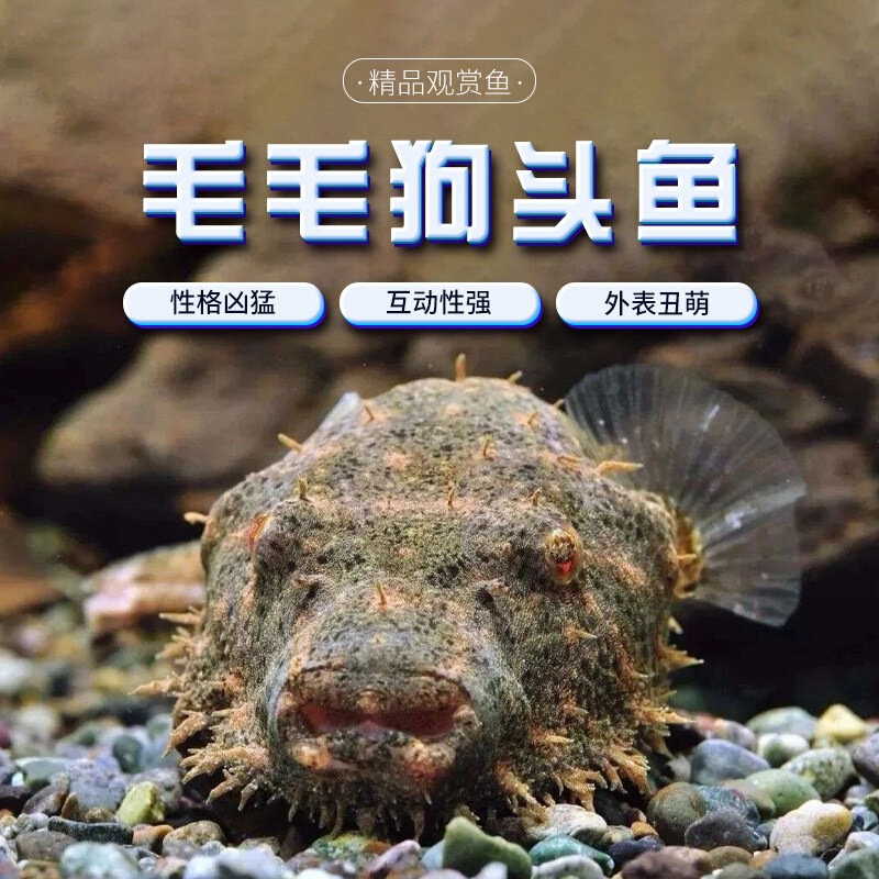 Hairy dogheadfish, zebra crownfish, freshwater pufferfish, submarine V-shaped tropical ornamental fish Hairy dogheadfish, zebra crownfish, freshwater pufferfish, submarine V-shaped tropical ornamental fish