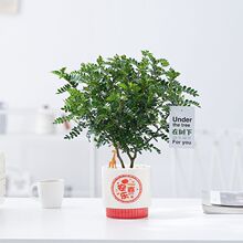 清香胡椒木盆栽驱蚊绿植四季室内净化空气好养植物吸甲醛花卉植物