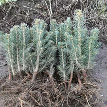 基地批发四季常青观叶植物蓝杉树苗耐寒耐冻别墅庭院工程绿化苗木