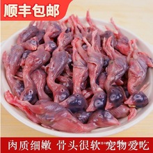 新鲜小鹌鹑肉乳鹌鹑现杀速冻非冻干生骨肉宠物零食肉类鹌鹑幼仔雏