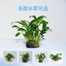 �~���쾰��ˮ��ֲ������xСˮ�ő������ֺ������B����һĨ�G��